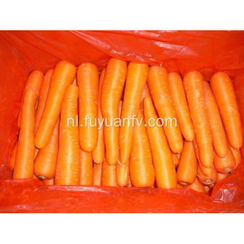 Big size van Shandong Carrot